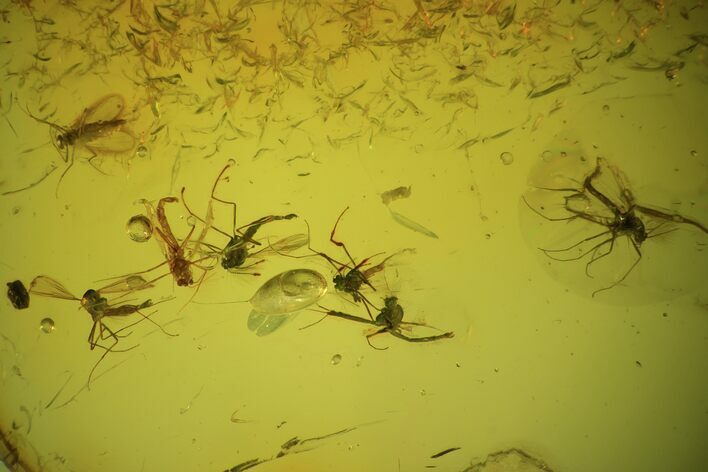 Detailed Fossil Fly Swarm (Diptera) In Baltic Amber #69275